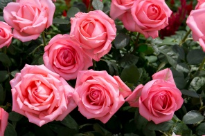 Ярко-розовые розы в саду