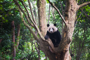 Панда в окружении джунглей