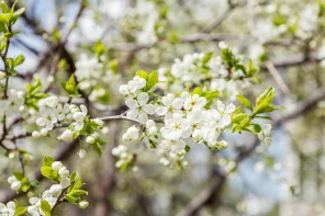 Свежие листочки и цветы яблони