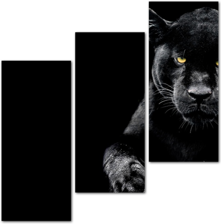 Взгляд черной пантеры