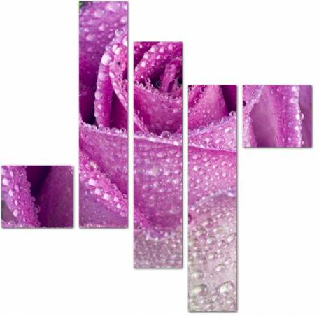 Бутон фиолетовой розы с каплями воды
