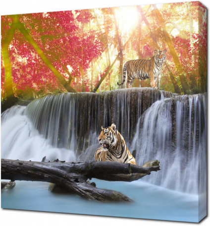 Красивые тигры на фоне водопада