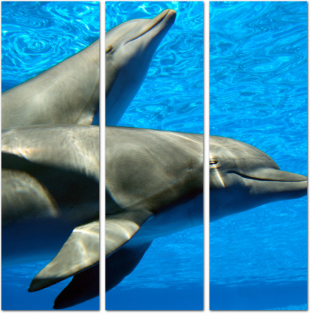 Пара улыбающихся дельфинов