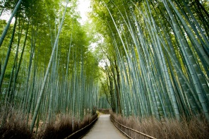 Дорожка через бамбуковый лес в Киото. Япония