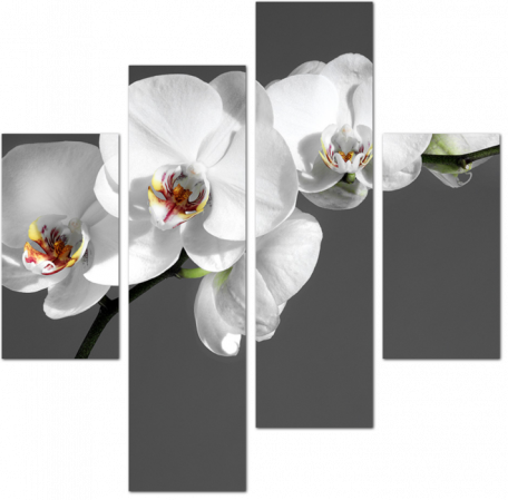 Белая орхидея на сером фоне