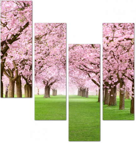 Декоративный сад с аллеей цветущих деревьев сакуры