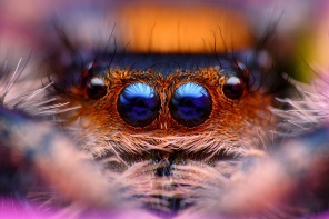 Глаза паука крупным планом