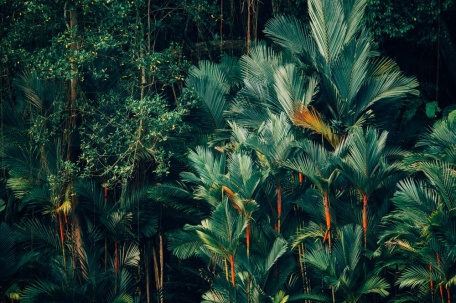 Пышные листья в тропическом лесу