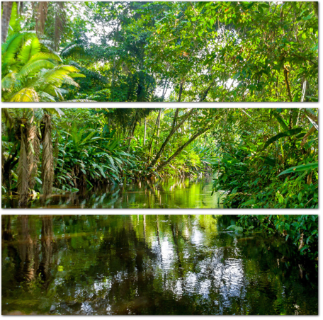 Река Амазонка в тропических джунглях Ясуни. Эквадор