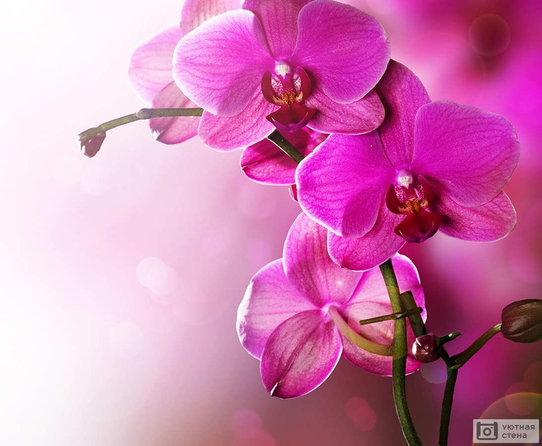 Розовые орхидеи купить в Москве | магазин орхидей