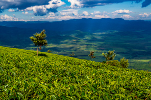 Чайные плантации в Кении