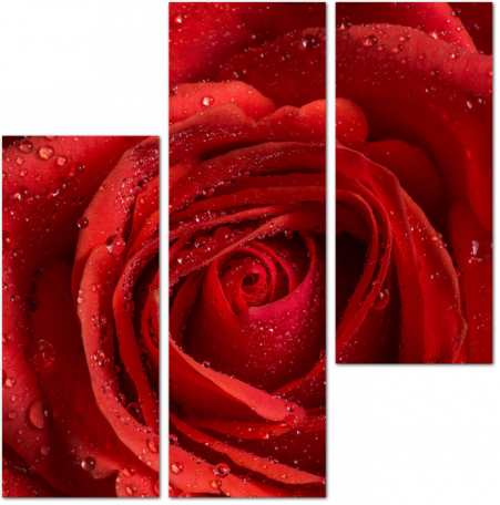 Красная роза с капельками воды на лепестках