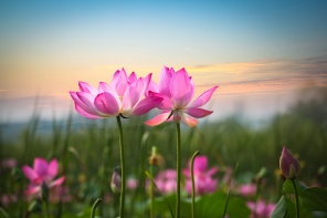 Красивый цветок лотоса на закате