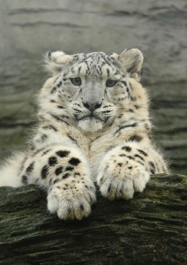 Снежный леопард