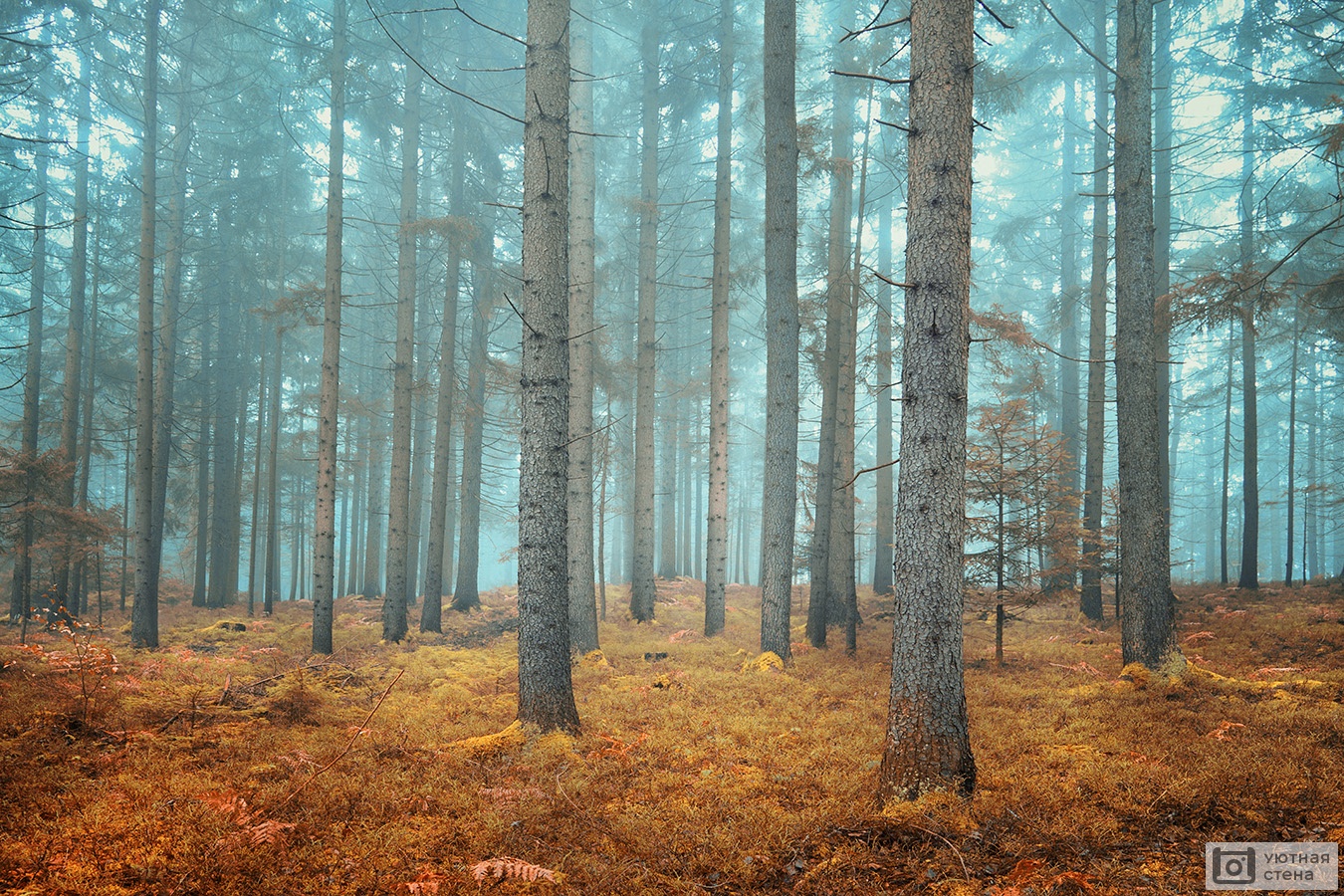 Фотообои Мечтательный хвойный лес