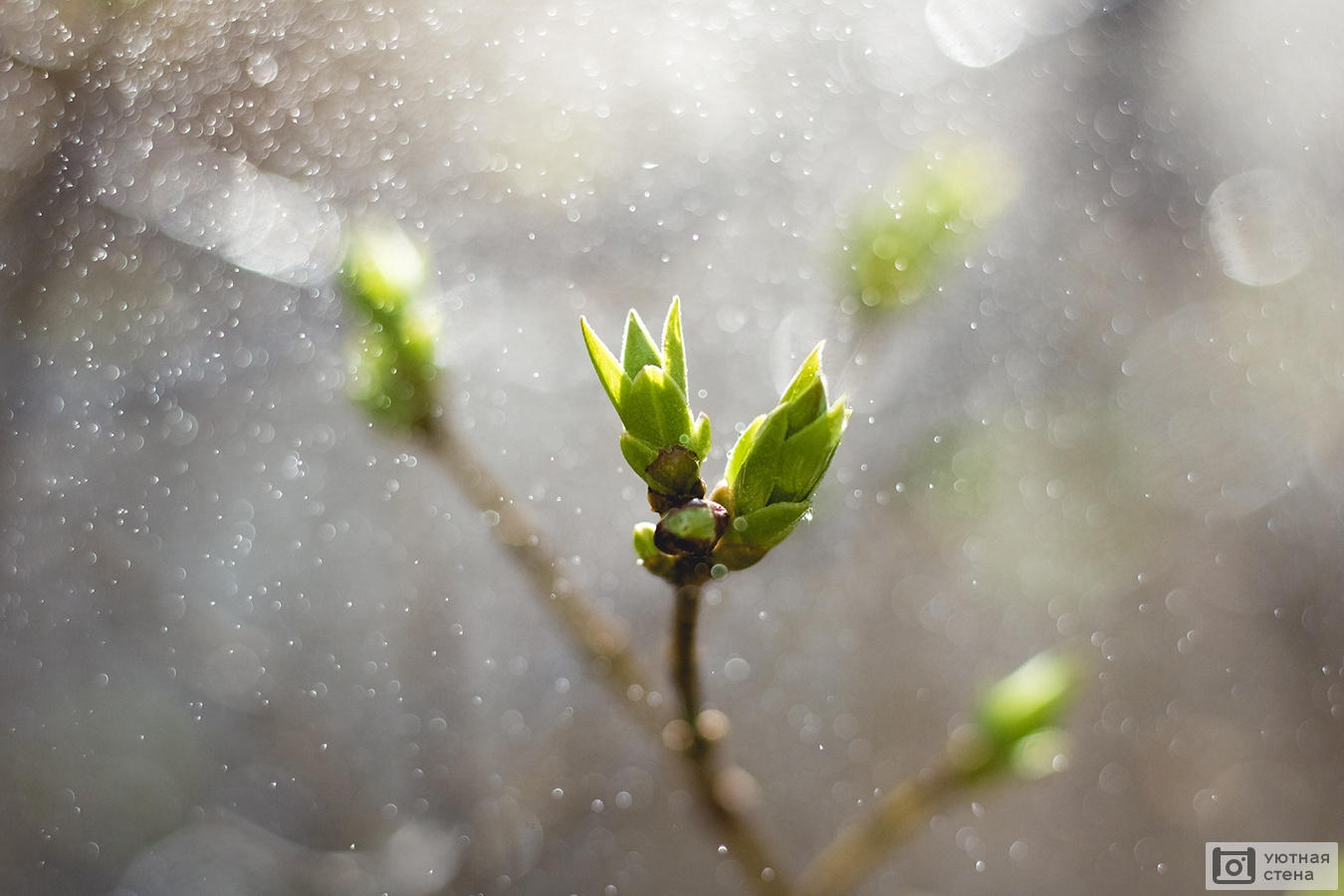 Фотообои Весенний дождь - Арт. 150650 | Купить в интернет-магазине Уютная  стена