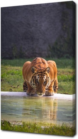 Большой тигр пьет