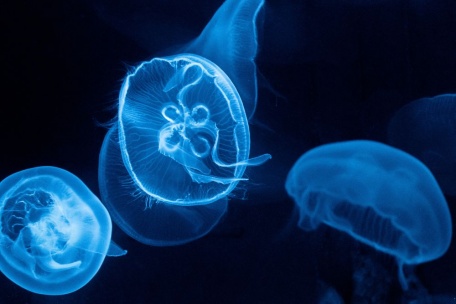 Синие медузы