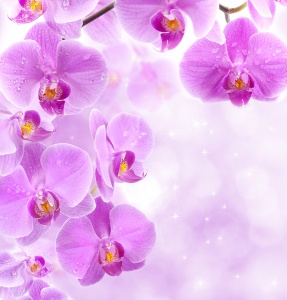 Орхидеи в розовых тонах