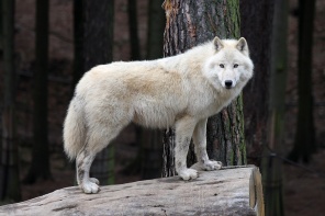 Арктический белый волк