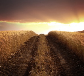 Грунтовая дорога через поле с пшеницей