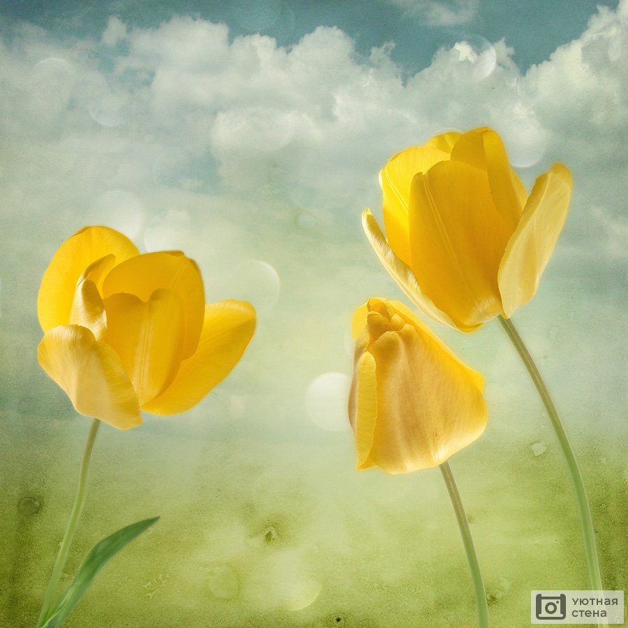 Фотообои "Жёлтые тюльпаны в стиле арт" - Арт. 170394