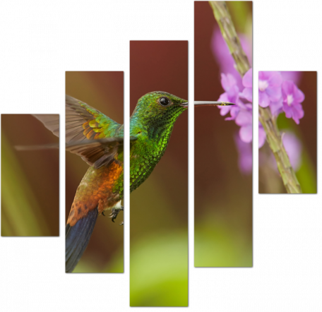 Яркая птичка колибри