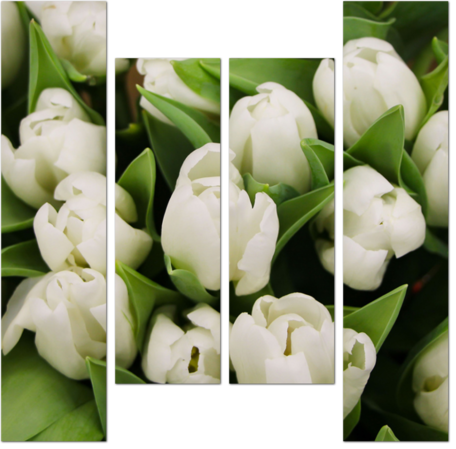 Роскошные белые тюльпаны