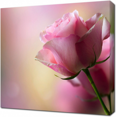 Красивый бутон розовой розы