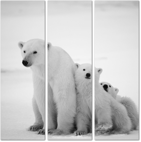 Белые полярные медведи
