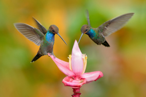 Пара колибри у розового цветка