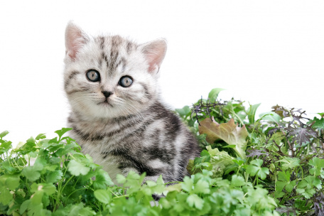 Котенок в душистых травах