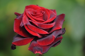 Бутон красной розы на зеленом фоне