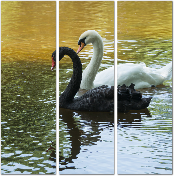 Черный лебедь плывет рядом с белым лебедем