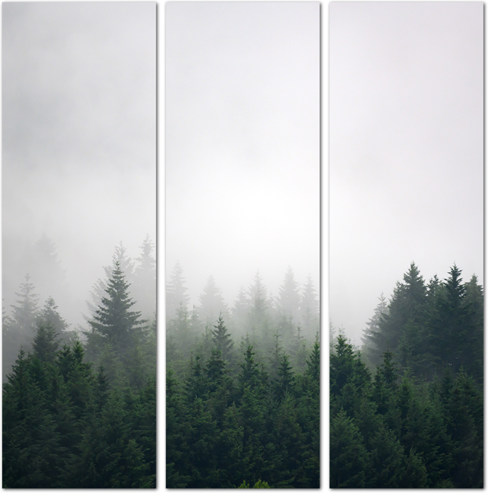 Загадочный туманный лес
