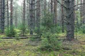 Хвойный лес