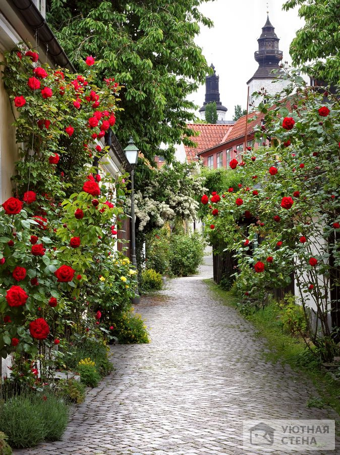 Улица роз
