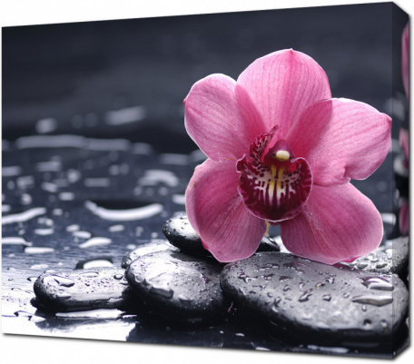 Орхидея с каплями вода