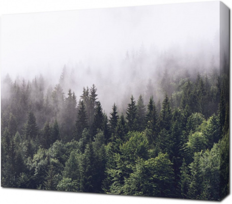 Туман низко над лесом