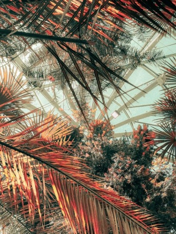 Листья пальм под куполом