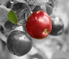 Красное яблоко на черно-белом изображении