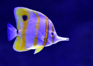 Фиолетово-желтая рыбка
