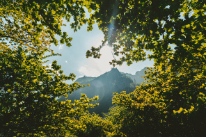 Вид на горы свозь зеленые листья