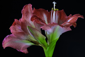 Цветок Амариллис