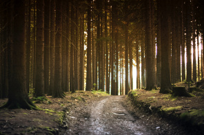 Дорога в старом лесу