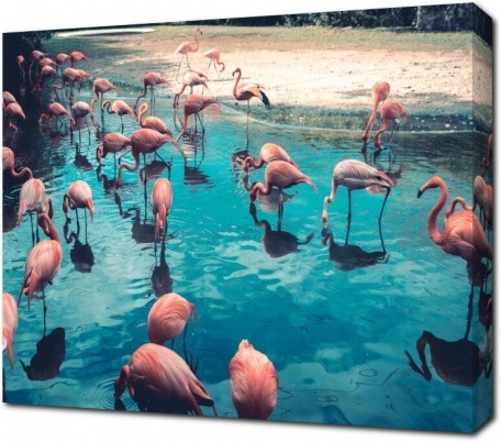 Прекрасные фламинго в воде