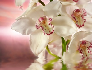 Белая орхидея на розовом фоне