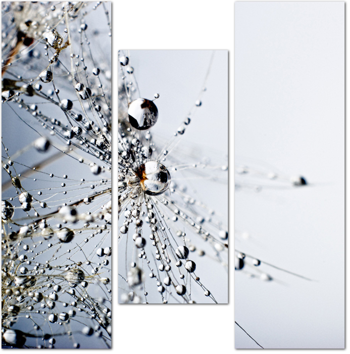 Абстрактные макро фото семян одуванчика