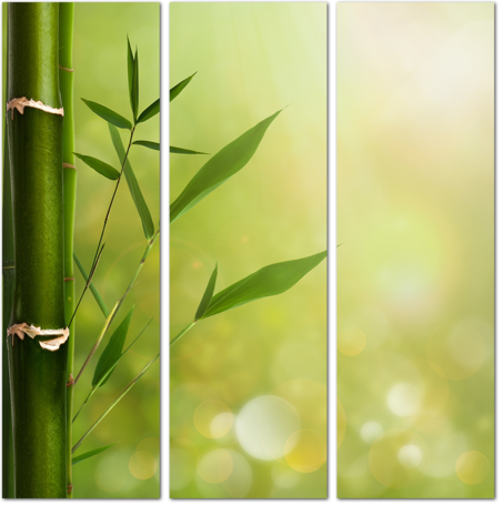 Отростки бамбука