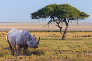 Носорог в Африканской саванне